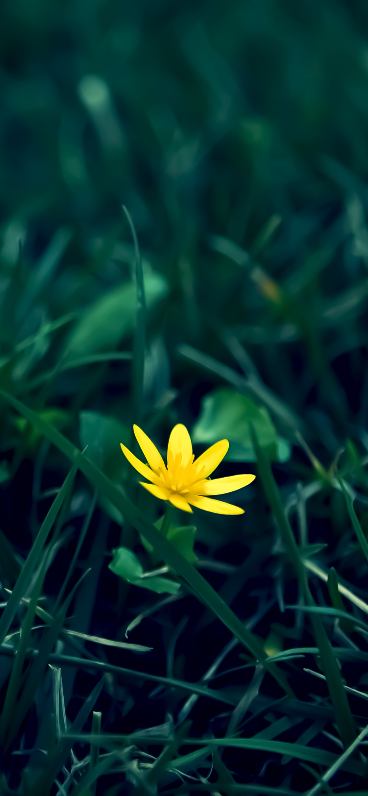 超清黑色花朵全面屏手机壁纸,苹果ios壁纸超清4k全面屏