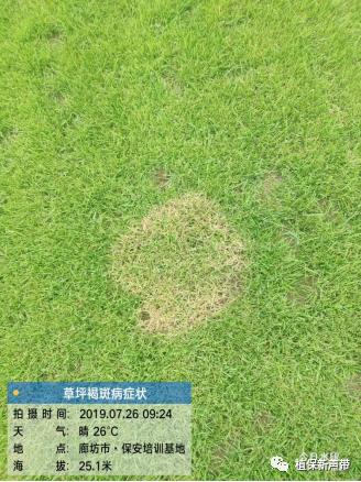 草坪要除草的方法,草坪锈病的病害预测及防治策略