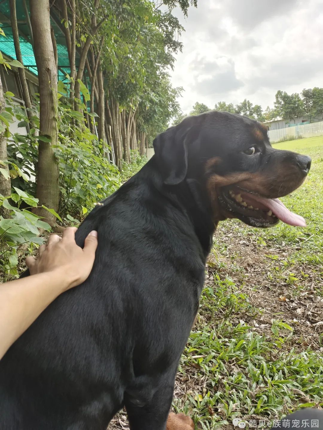 你踩过坑吗测试,你踩坑了吗金标贝壳头真假对比