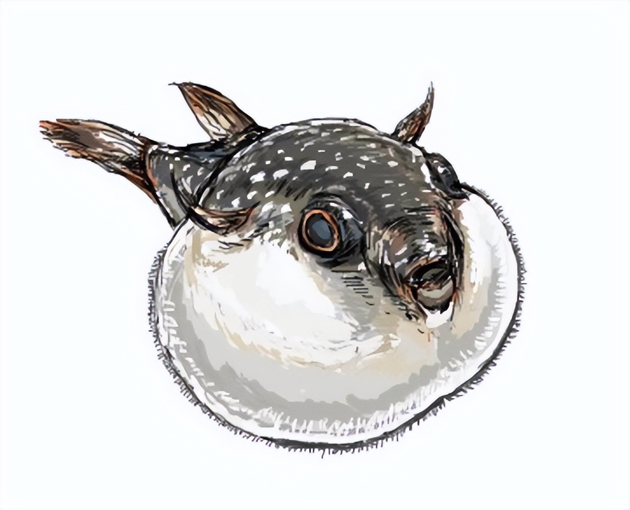 河豚毒性,河豚为什么吃了有毒的食物不中毒