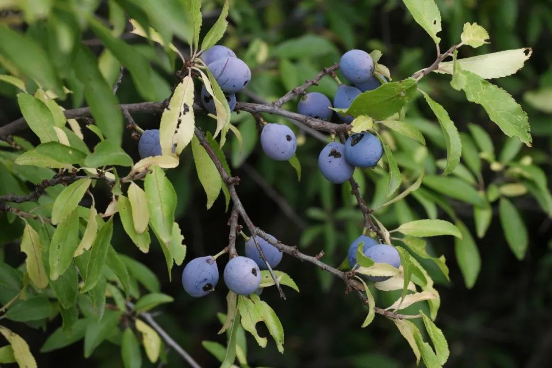 蔷薇科水果是什么,蔷薇亚科著名水果