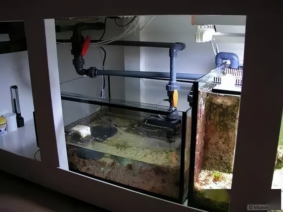 海水珊瑚缸鹦鹉螺,海水缸珊瑚视频大全