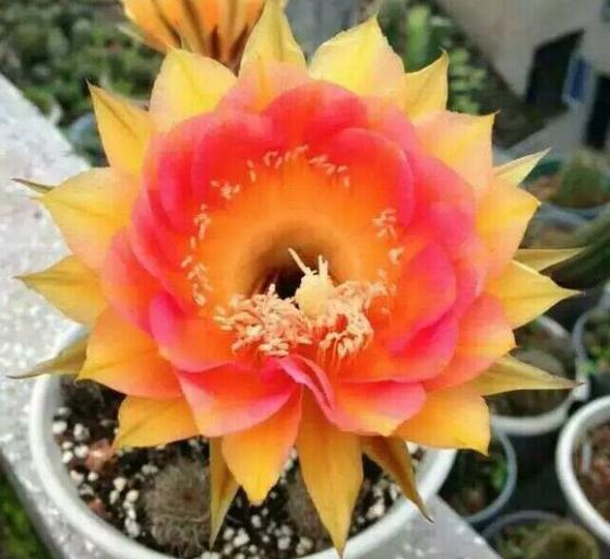 草球牡丹锦仙人球,大花彩草仙人球经典品种