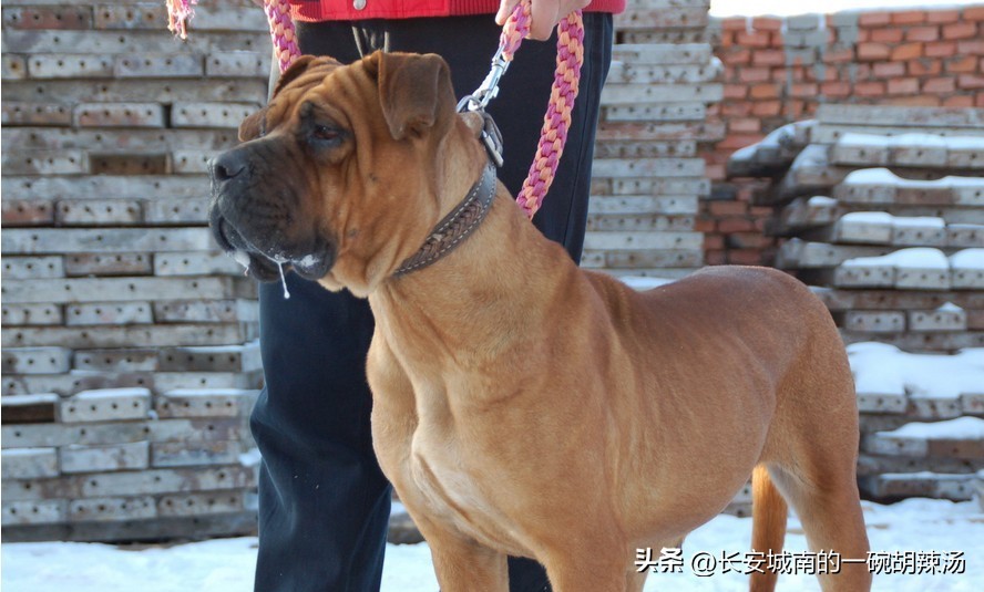 世界名犬大赛全程视频,世界名犬狗狗品种大全