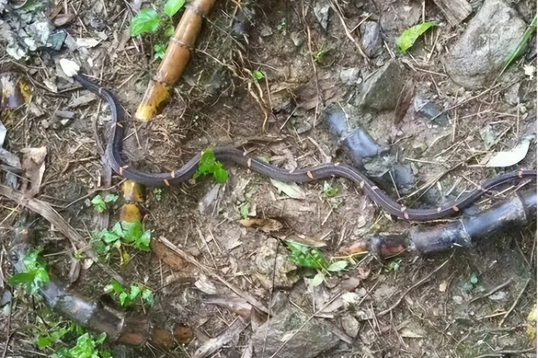 湖北存在的剧毒蛇,罕见蛇剧毒