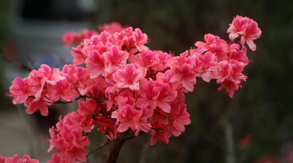 杜鹃花可以吃不,杜鹃花可以吃