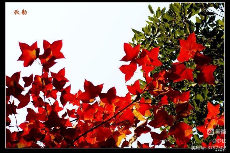 秋风、秋雨、秋韵山东老干部之家诗词雅阁第十二期