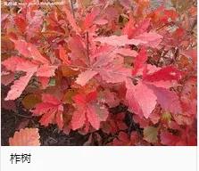 钻木取火木材着火点,适合钻木取火的木材