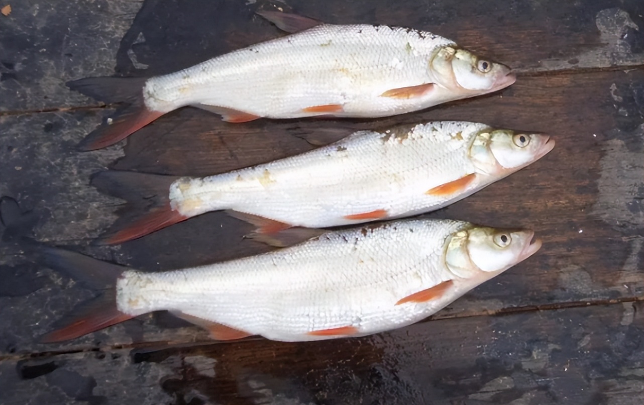 翘嘴鱼有几种哪种最长,野生翘嘴鱼最大有多大