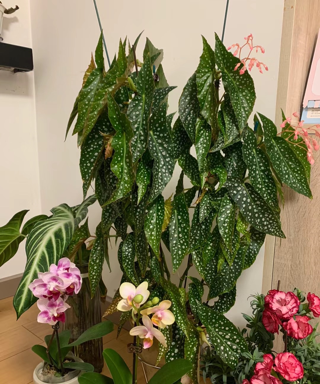 养不死的室内绿植四季开花带花苞,盆栽四季开花好养的植物直播