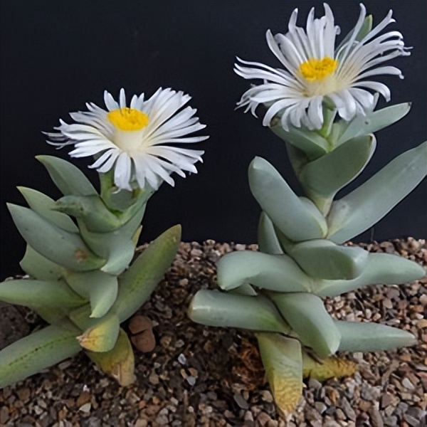 102个大类近500个多肉植物图片，都极其美丽，建议在家中也养一盆