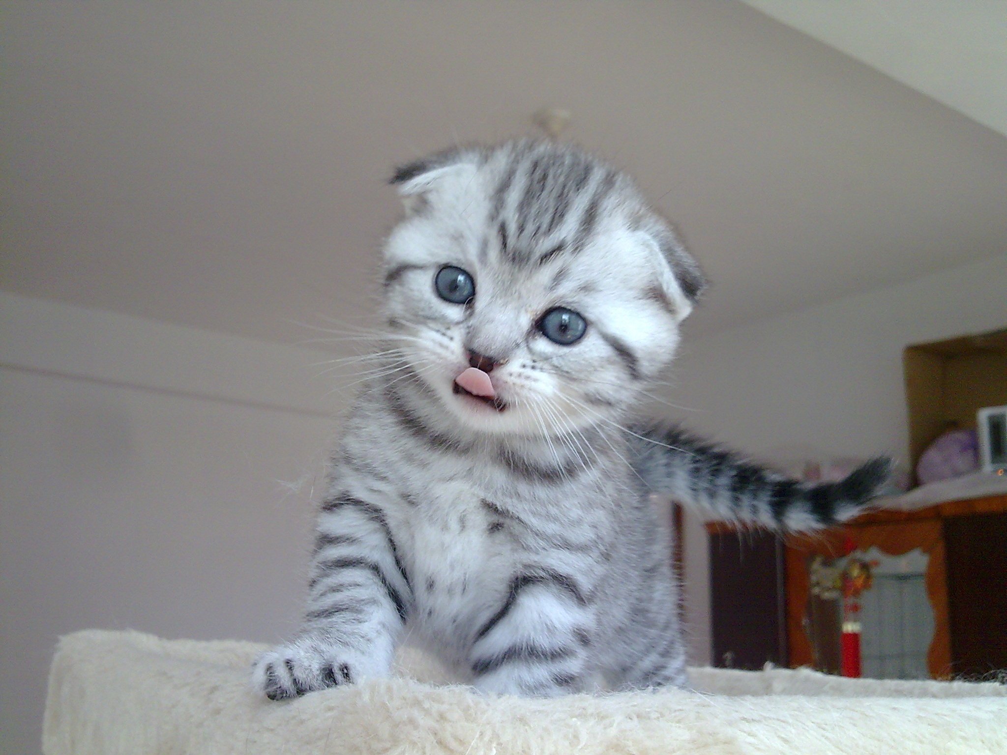 最不建议养的10种猫,猫界中哪只猫脾气最差