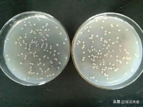 苏云金杆菌杀虫剂对蜜蜂有害吗,苏云金芽孢杆菌生物杀虫剂