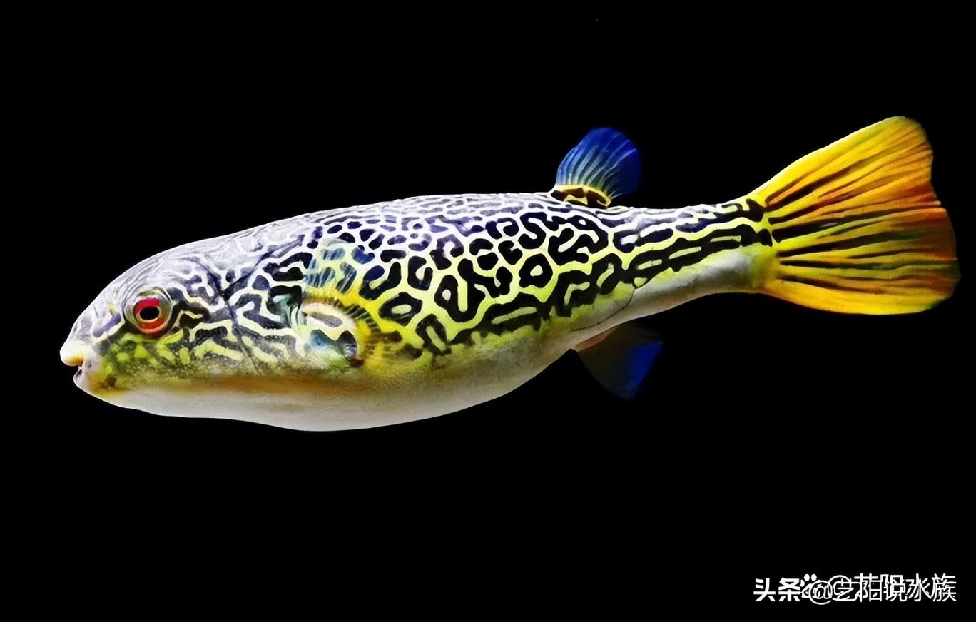 互动性强的观赏鱼好养,哪些观赏鱼会和主人互动