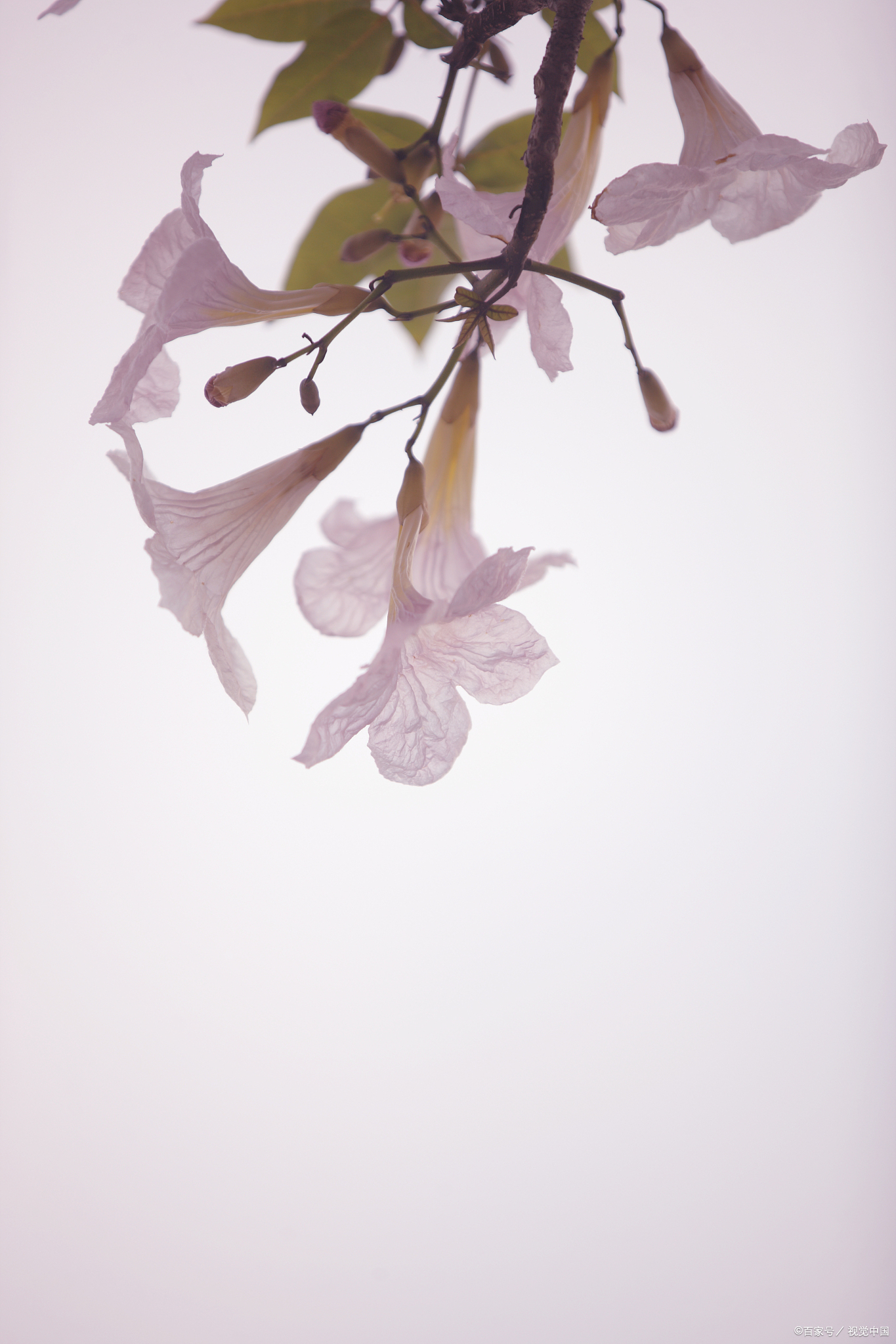 春天赏花,怎么发朋友圈才有格调,64首诗词来助力