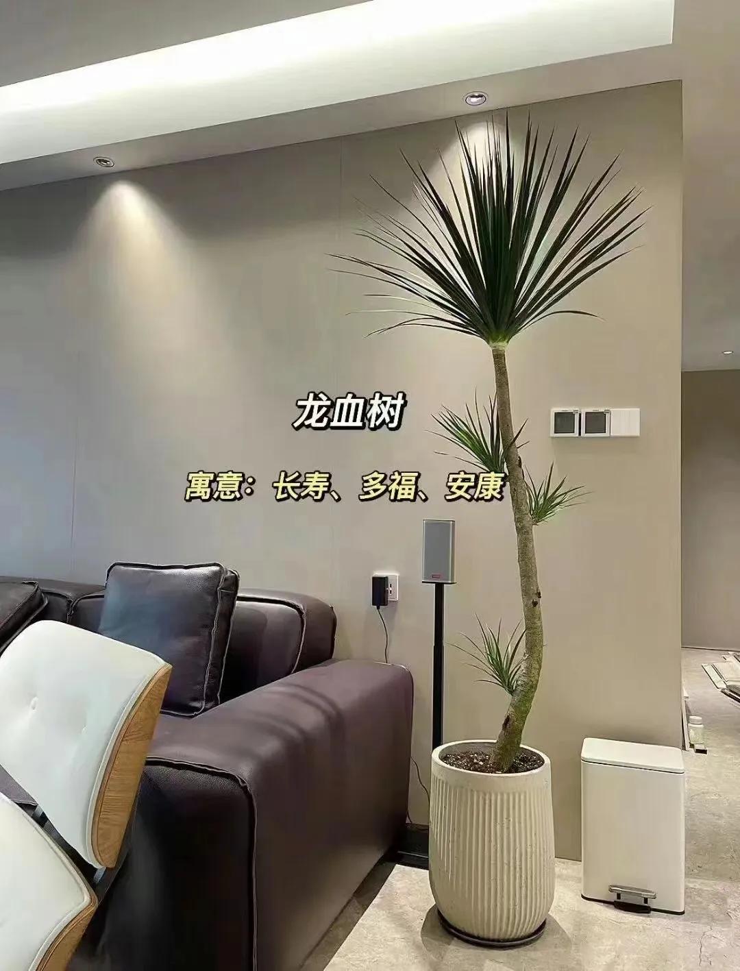 客厅绿植物摆放效果图,最适合客厅摆放的植物是什么