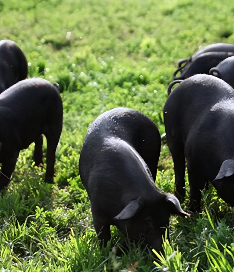 小伙子养猪年收入2000万,农村人靠养猪发家致富