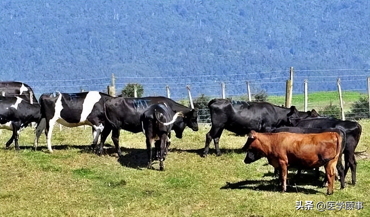 生鲜牛肉哪个品牌的好,牛肉品牌排行榜前十名