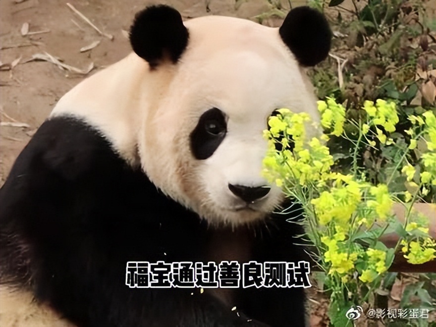 如何看待B站千万粉丝UP主称接不到广告，创作激励不够付房租？