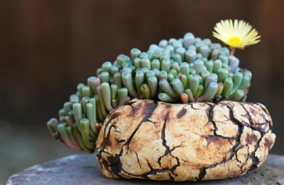 多肉植物石头开花,多肉石头花秋季
