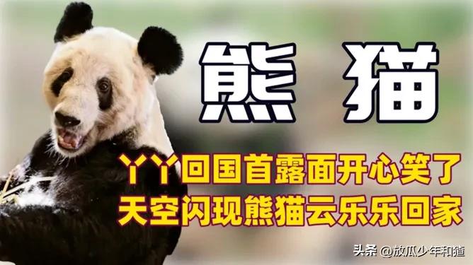 出租大熊猫,陕西大熊猫为啥不出租