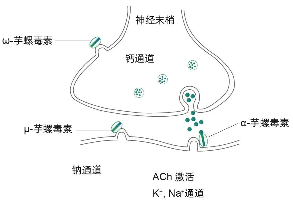 介绍一个名字吓人的皱纹杀手