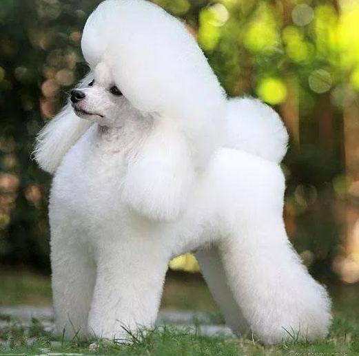 贵宾犬和泰迪区别在哪里,贵宾犬和泰迪有什么区别