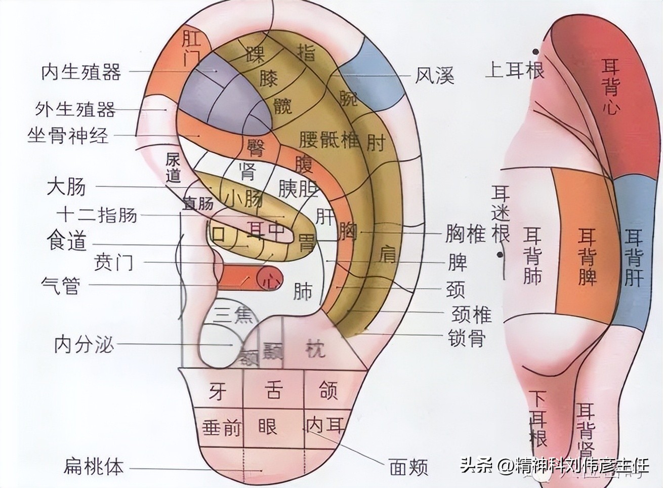 焦虑又失眠,耳穴贴敷法真的有用还是谣传?刘院长带你揭晓