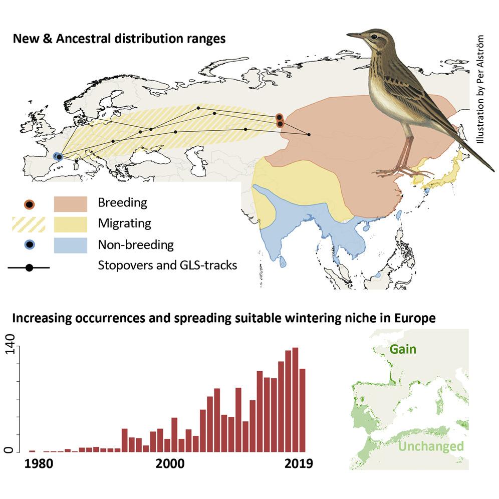 当猫头鹰飞入校园之后的样子,当猫头鹰在人家门口转头被吓到