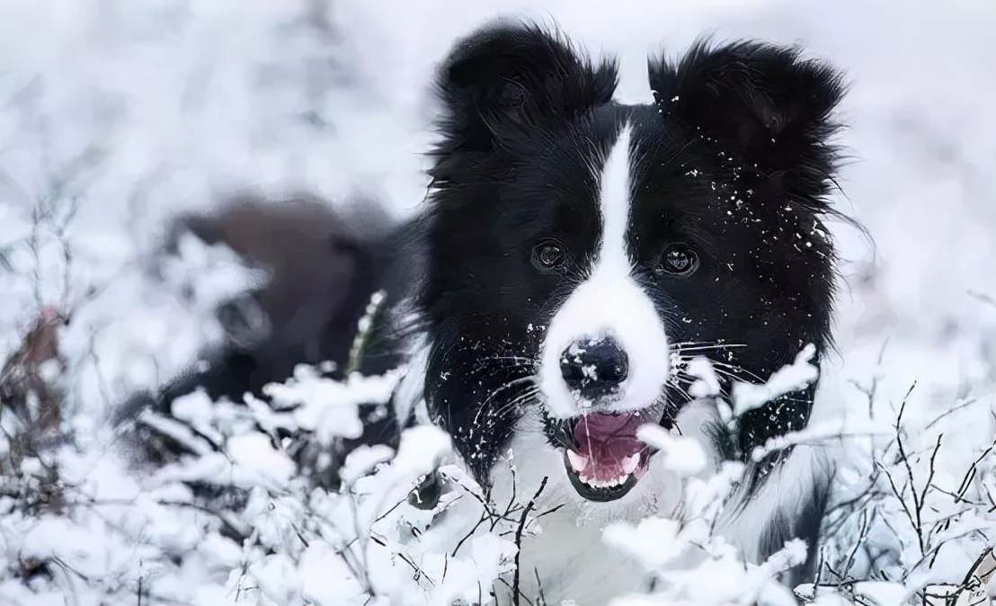 边牧狗除了吃狗粮还吃啥比较好,成年边牧一天的喂食量是多少合适