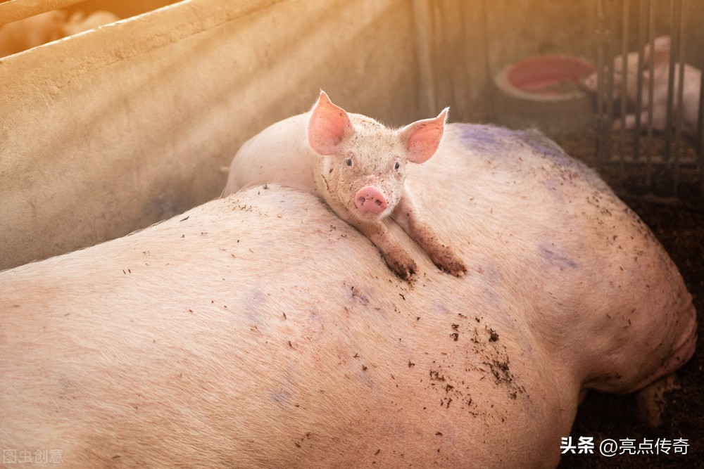 养殖户怎么知道哪些不可以养,养殖户的不知道的事