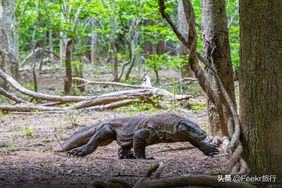 巴厘岛现在能落地签吗,中国对印尼开放落地签不