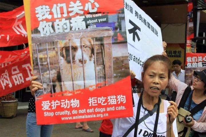 猫咪终究没能避开越南人的屠刀,越南人日食上万只猫,为啥爱吃猫