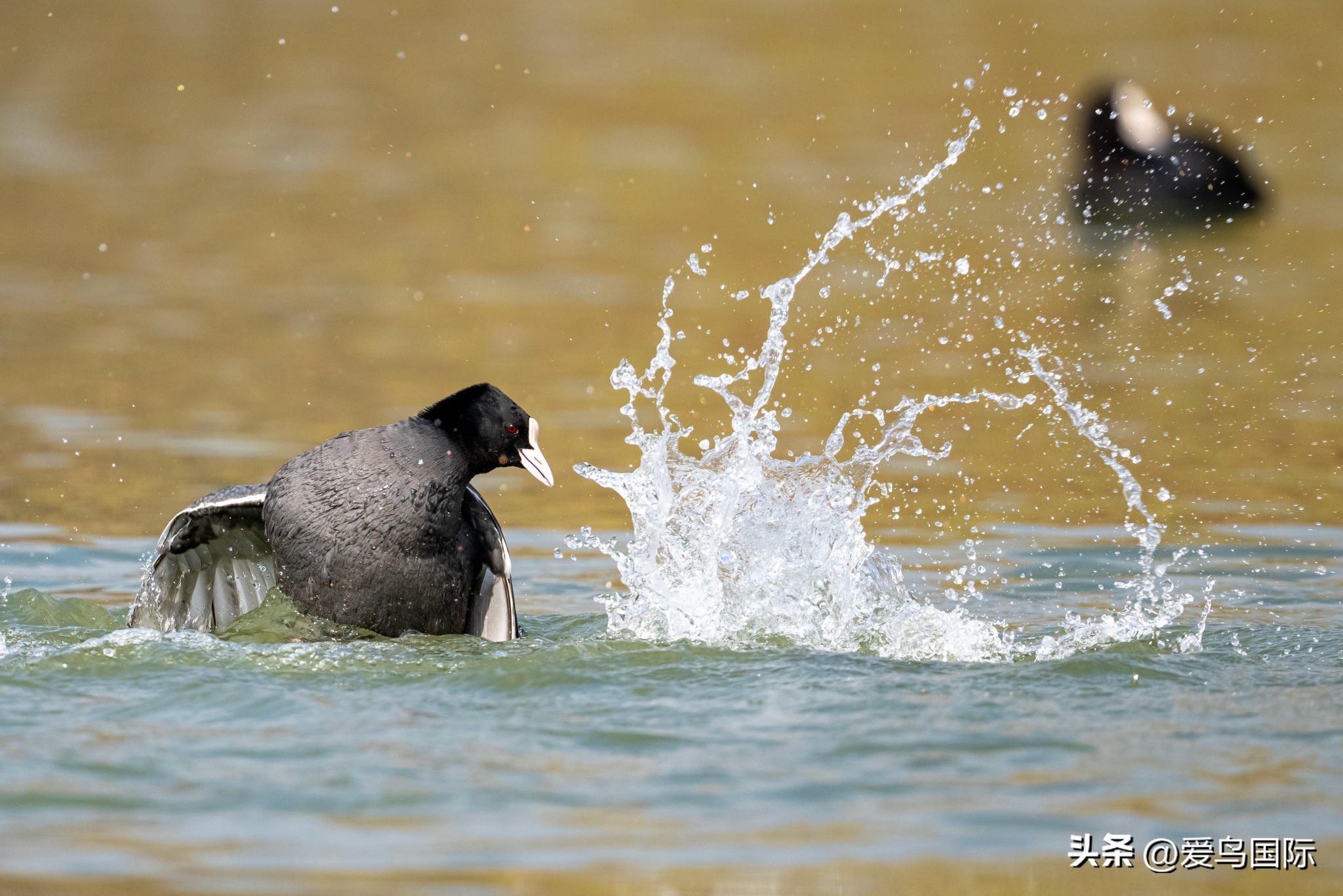 Alpha 1鸟种“加新”之旅 索尼云南拍鸟活动手记