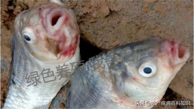 红嘴鸟死亡原因,红嘴烂身鱼