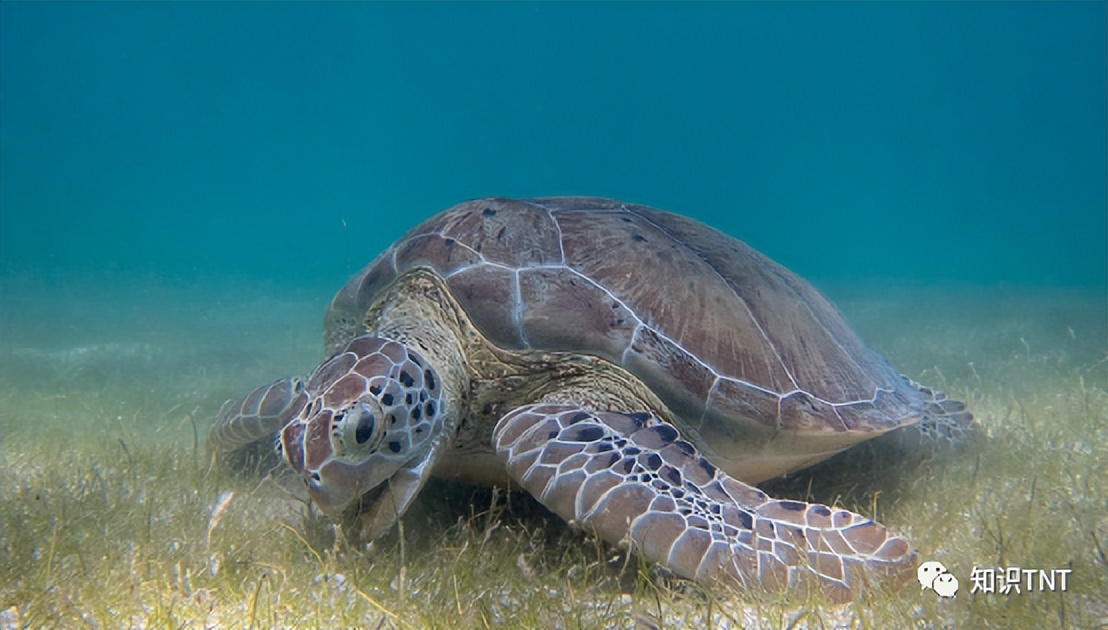 喘气一分钟，续航两小时，人类鲸鱼海龟，谁才是憋气冠军？