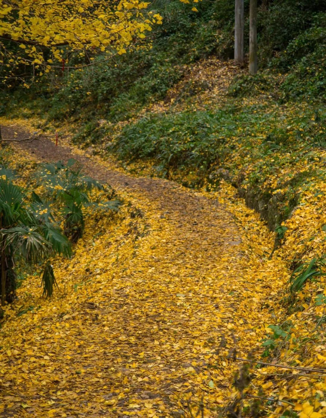 褰窞鐧介箍灏忛晣闇嶆牸娌冭尐,褰窞闇嶆牸娌冭尐