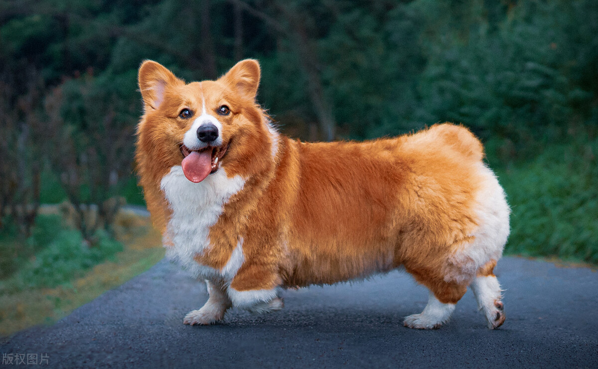 如何养好小狗幼犬视频,怎样养好松狮小狗