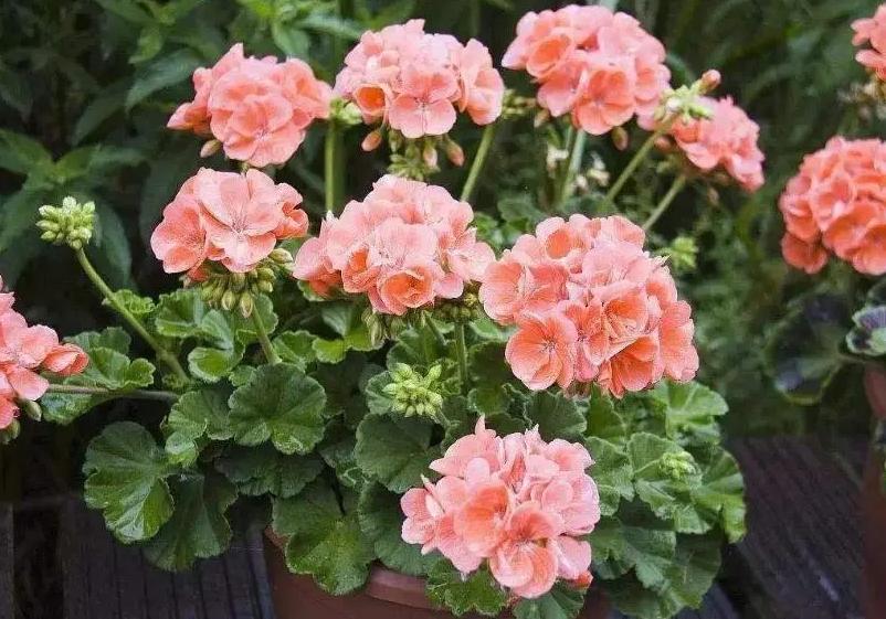 天竺葵蝴蝶梅一年开几次花,蝴蝶梅和天竺葵有啥区别