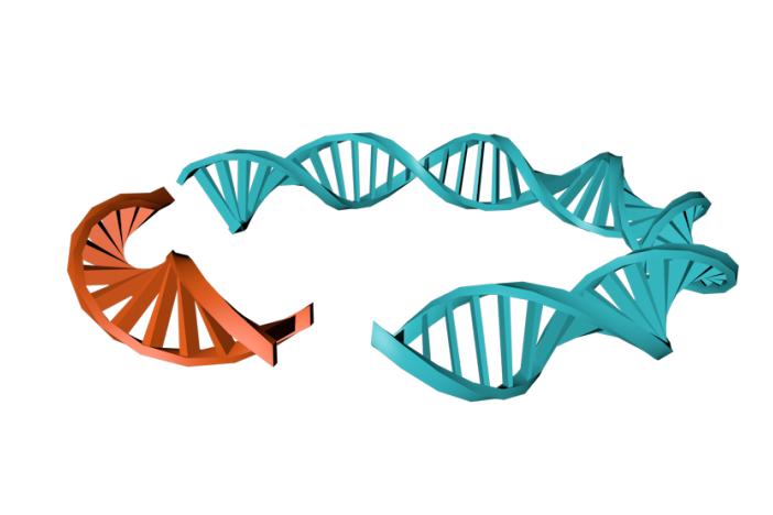精子dna不好会导致胎停吗,流产胎停是精子问题吗