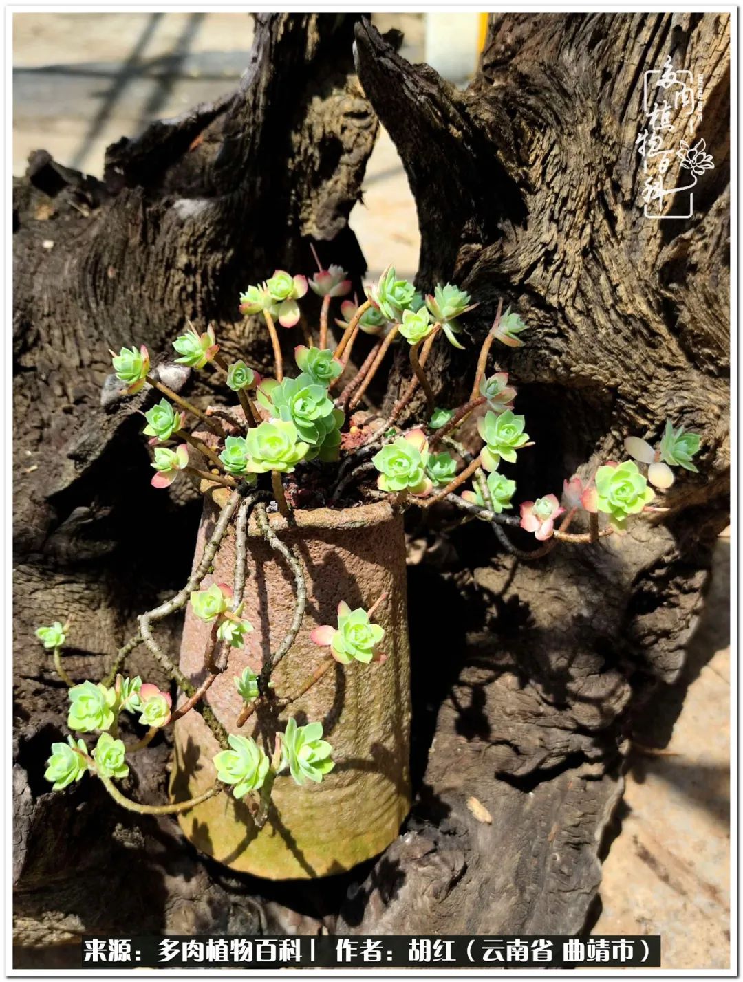 多肉植物里的糖,多肉生活的调味剂