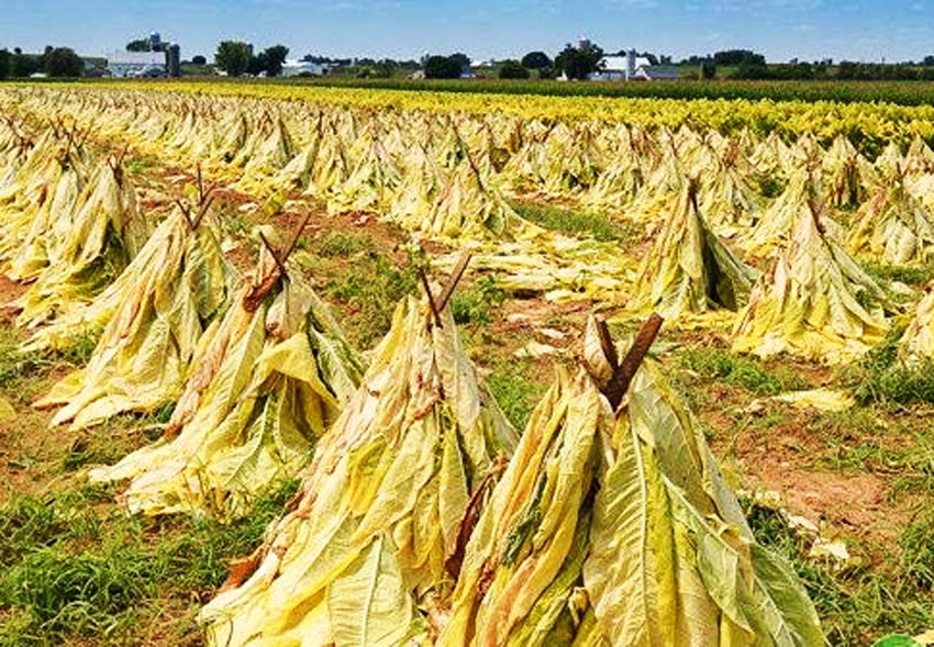 中国烟草烟民有多少亿,中国烟民3.16亿烟草行业分析