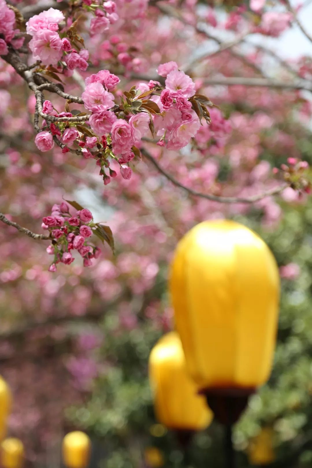 春日来信,春日来信与美好不期而遇