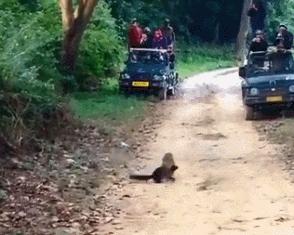 湖北出现“羌仔虎”，体型如狐外表可爱，却能单挑猴子猎杀野猪
