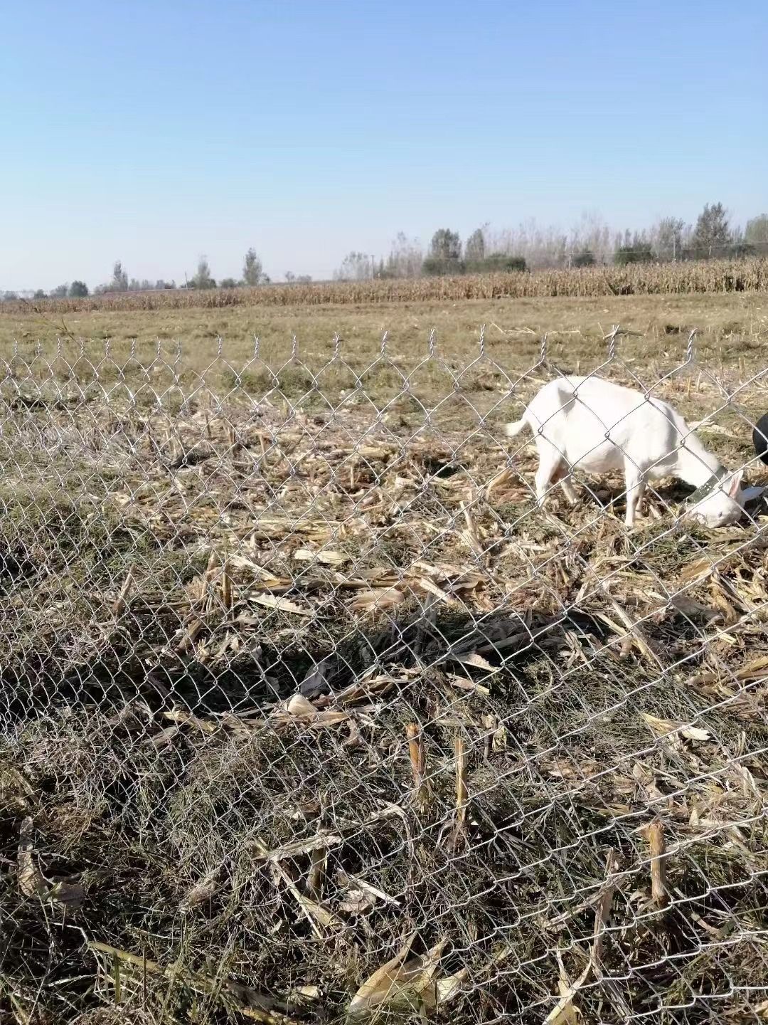 1.5米高养殖围栏网价格,家禽养殖围栏网