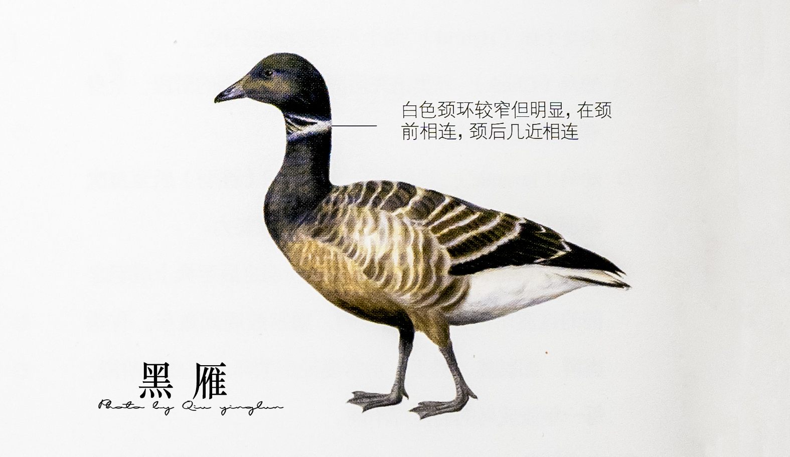 涓滄睙鎻借儨,涓滄睙鎻借儨楦熺被