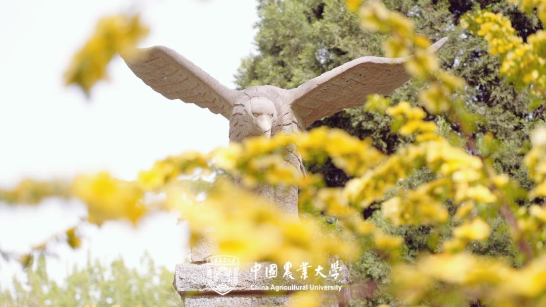 何为中国农业大学？举农为本，一“曲”传四海，“辰”光遍神州！