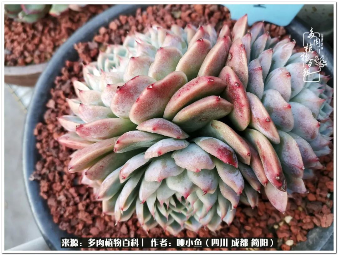 看世间繁华品一生,看世间繁华品人生美味