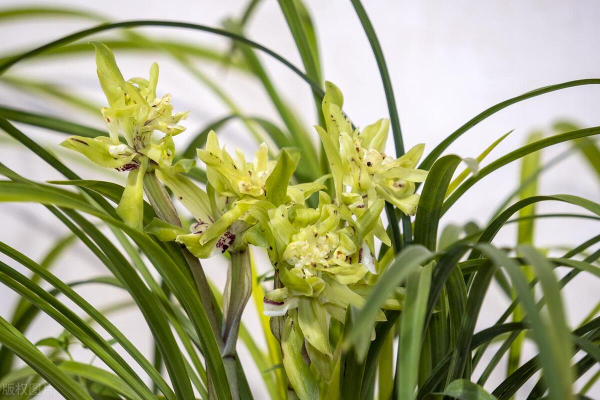 兰花叶子上长了小黑斑怎么回事,蝴蝶兰花叶子上长了黑斑怎么办