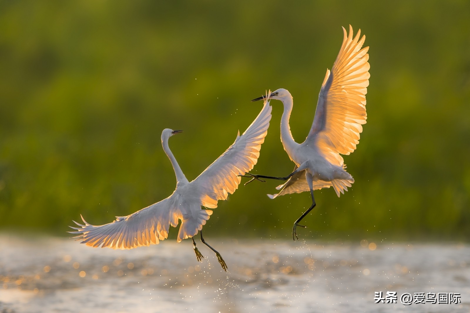 2024观鸟大年,观鸟大年介绍